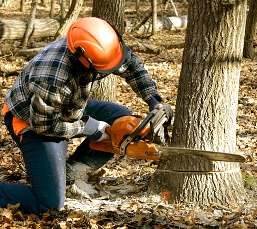 Tree Removal in Ludell, KS